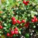 Lingonberry